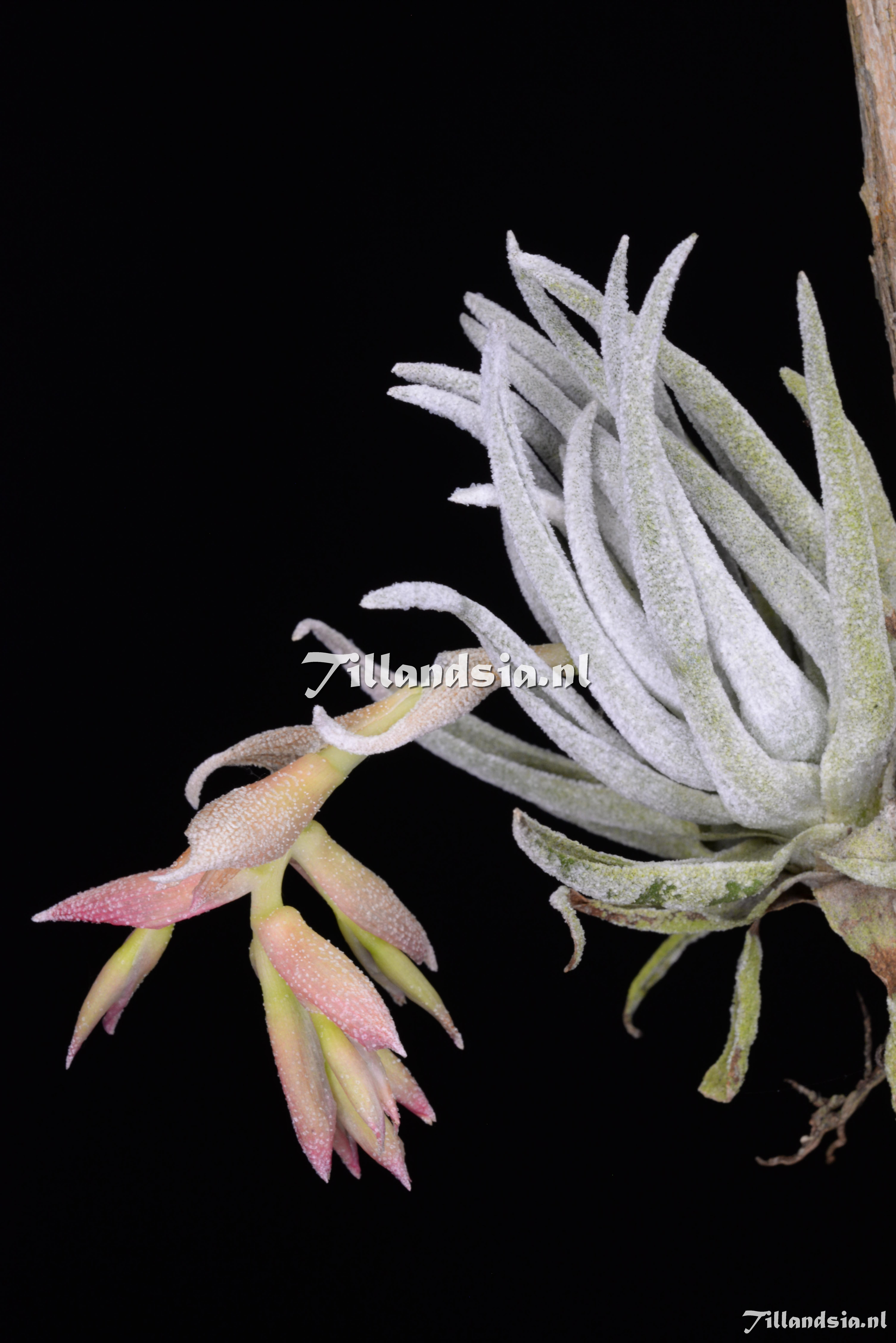 3414 Tillandsia brachyphylla