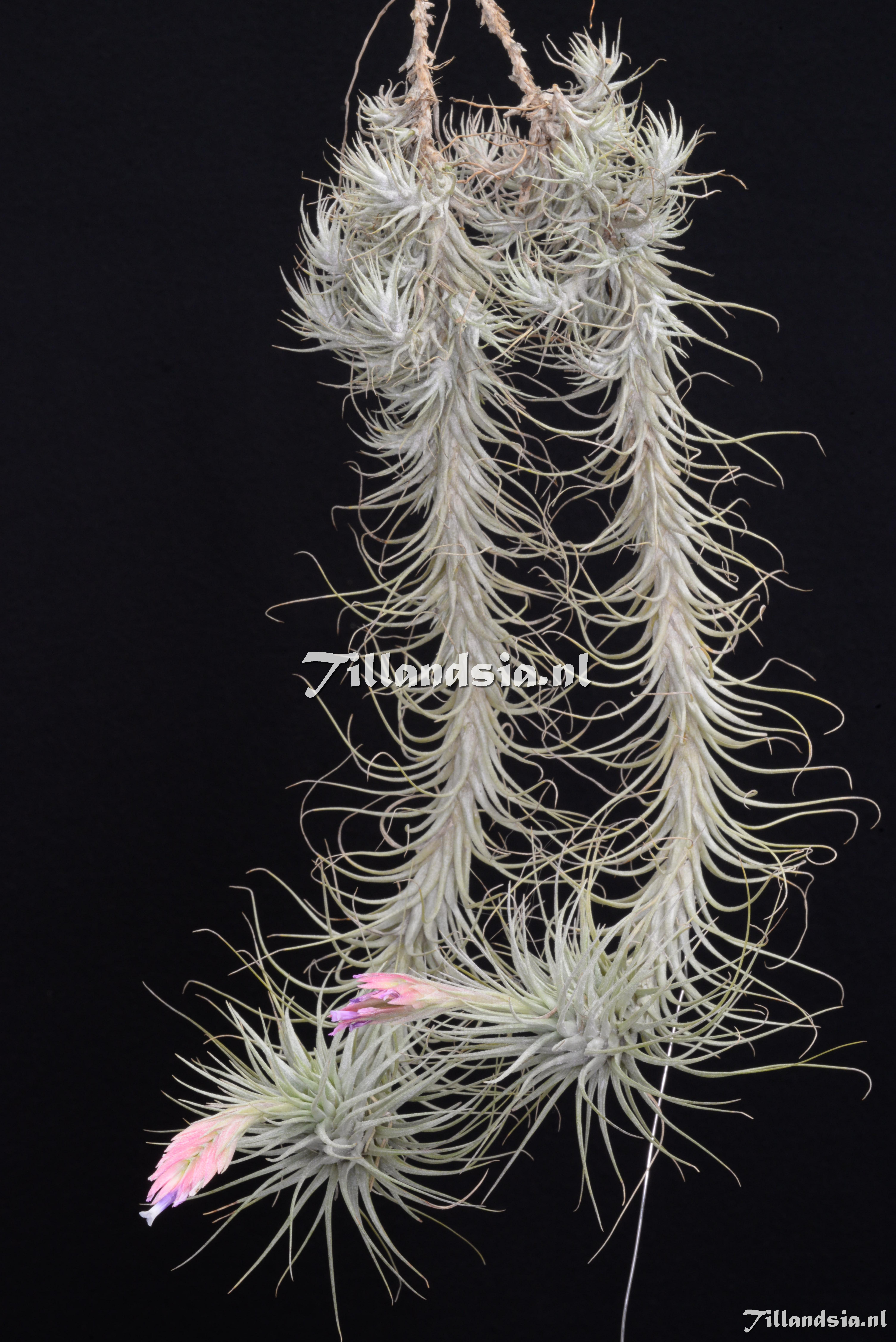 3551 Tillandsia heteromorpha